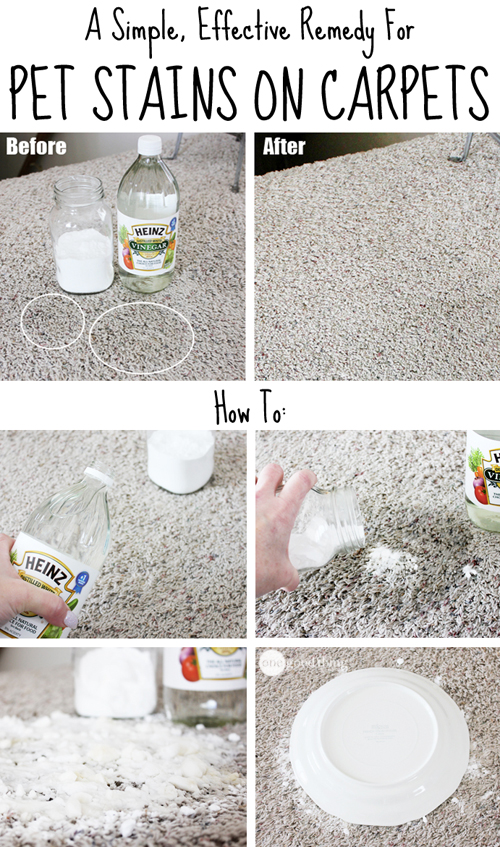 Pet-Carpet-Stains-1