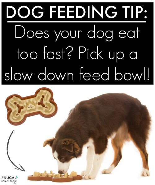 dog-feeding-tip-frugal-coupon-living-500