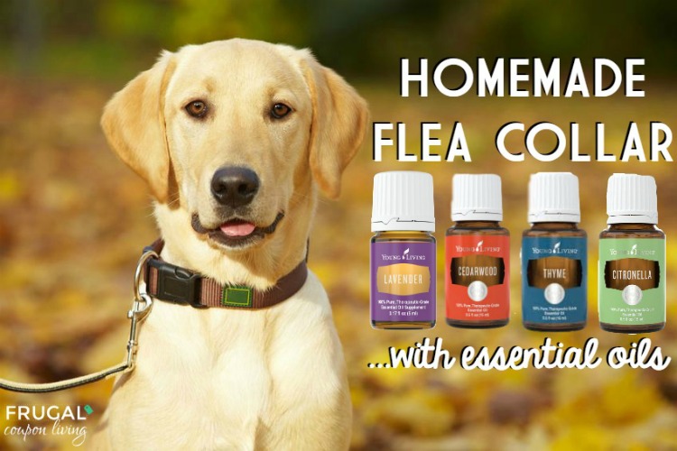 homemade-dog-flea-collar-frugal-coupon-living-essential-oils-500