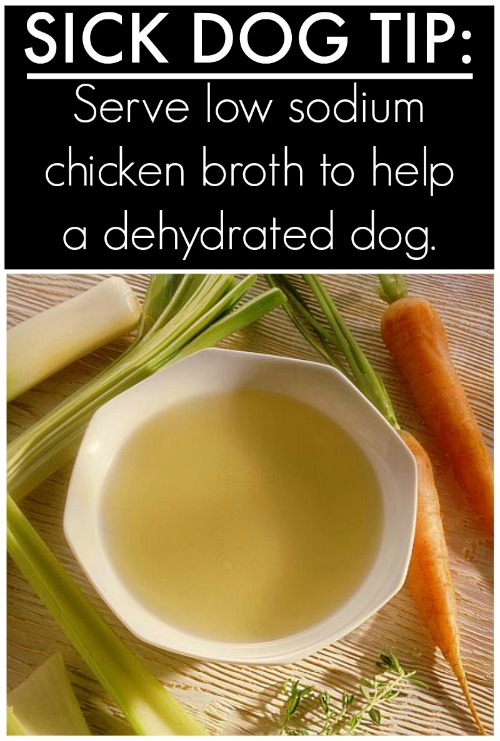 tips-hacks-for-your-dog