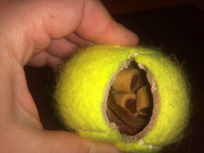 tennis-ball-dog