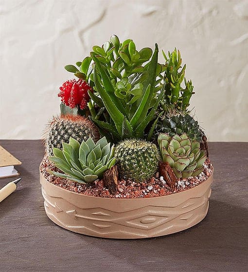 Instead of Flowers, Send a Cactus Garden!