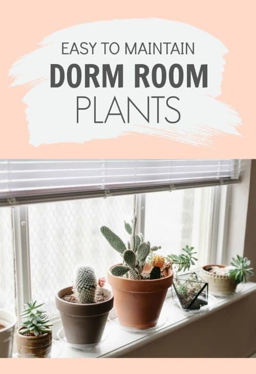 College Dorm Room Decor Ideas | Low Maintenance Plants