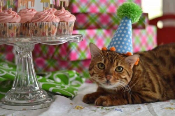 How to Make a Cat Birthday Party Hat