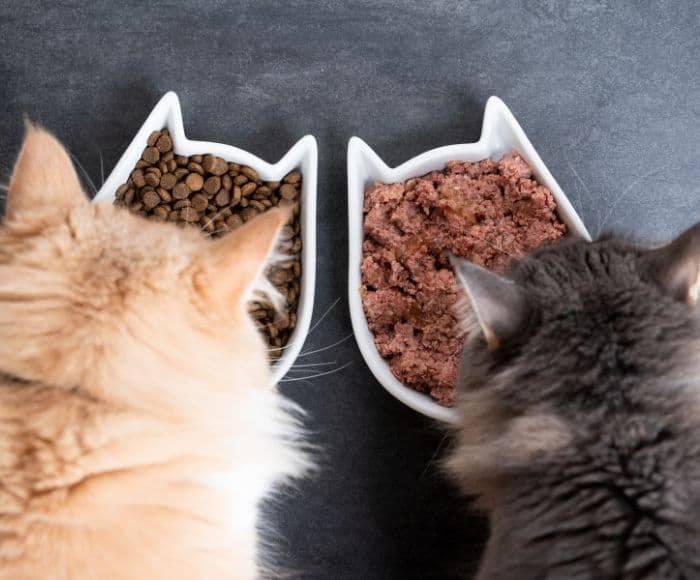 how to save on cat food for a cat birthday party