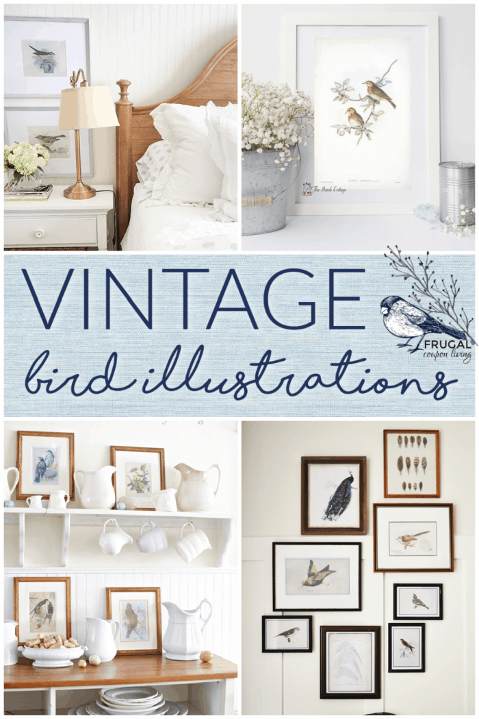 examples of vintage bird prints with free downloads