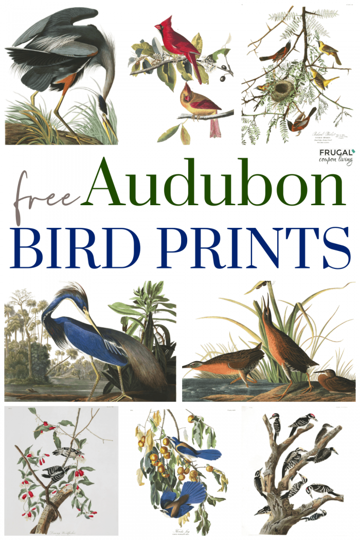 where to print Audubon prints free library