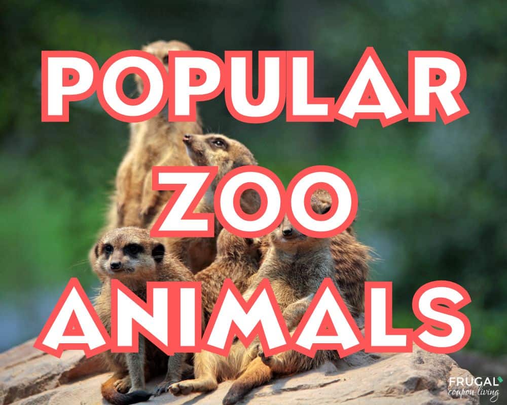 what are well known zoo animals