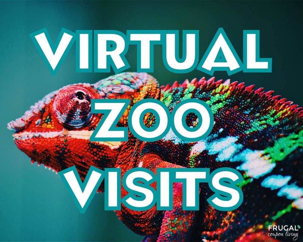 zoo tours online